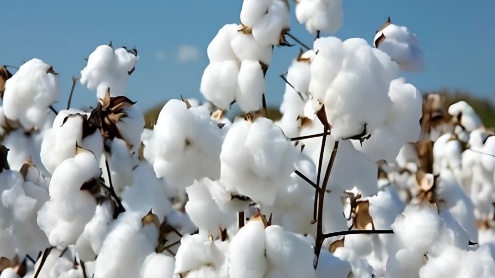 Use fallow, low-yielding land to boost cotton production: Minister