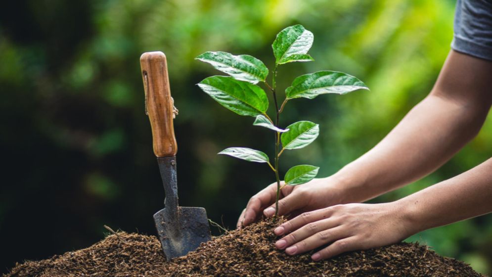 Nearly 70% of govt tree plantation target met in first seven months