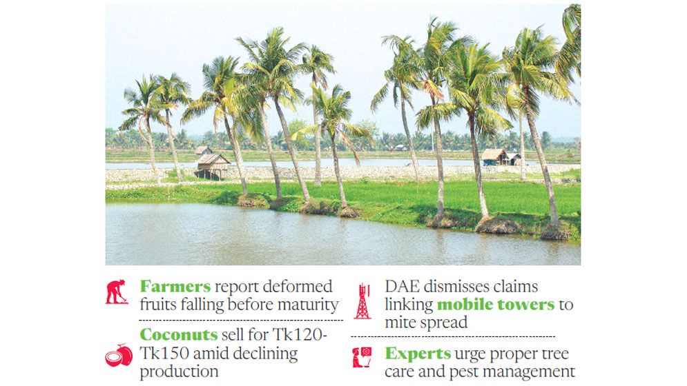 Coconut yield hit by mite infestation in Khulna region