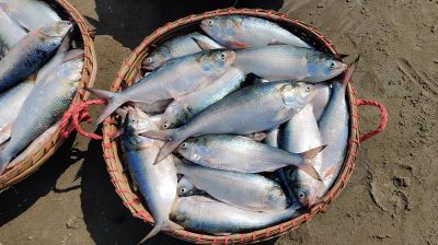 Govt takes new initiatives to boost hilsa production
