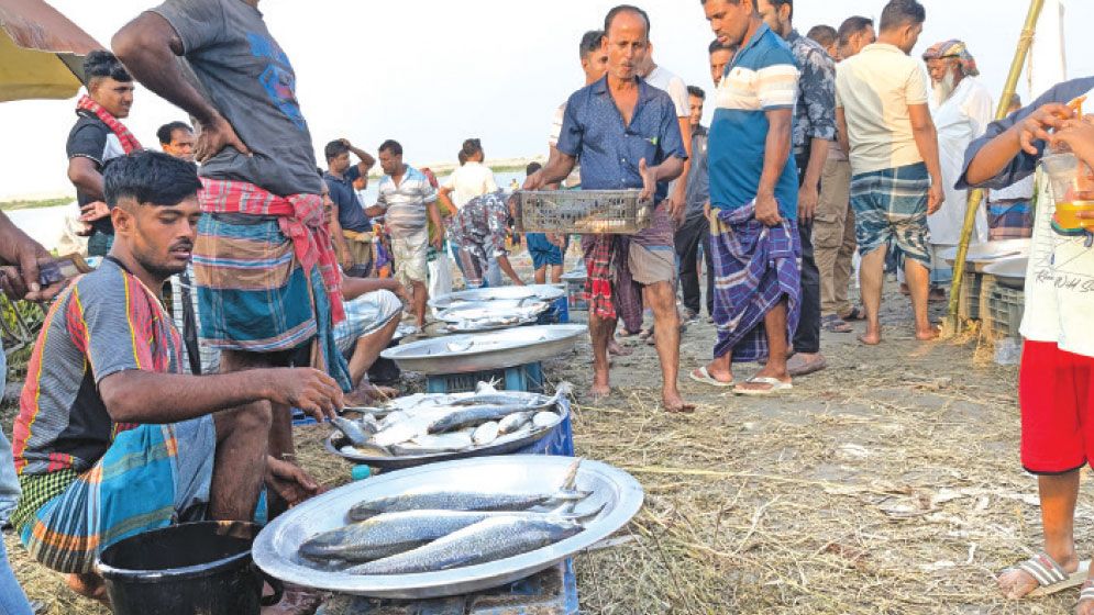 Padma banks teem with illegal hilsa trade despite ban