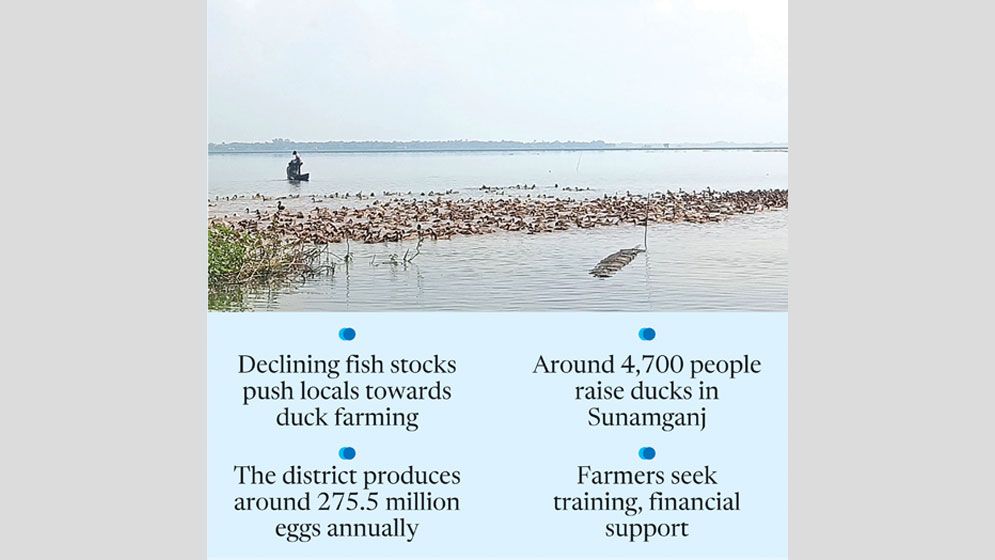 Duck farming offers alternative livelihood in Sunamganj haors, but challenges persist