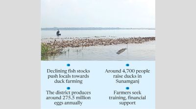 Duck farming offers alternative livelihood in Sunamganj haors, but challenges persist