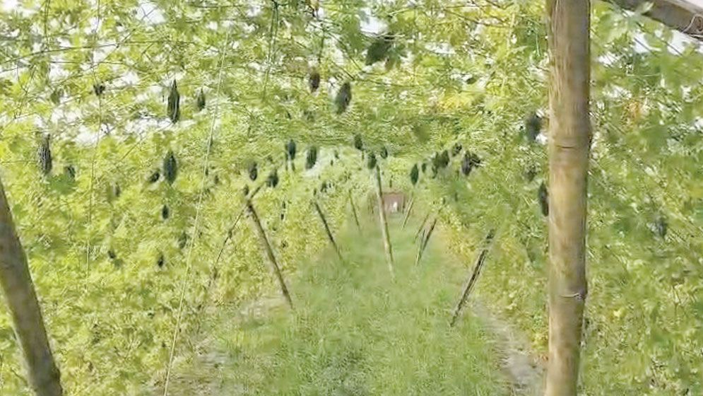 Higher costs cloud prospects for Jhenaidah vegetable growers
