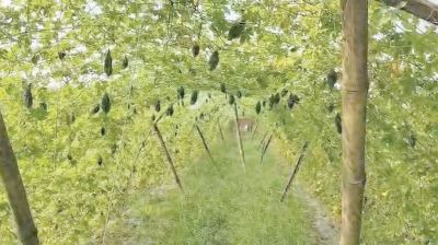 Higher costs cloud prospects for Jhenaidah vegetable growers
