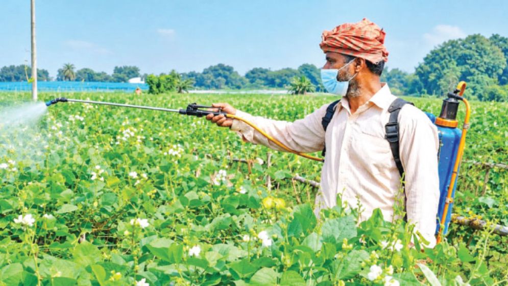 Withering flowers cloud early bean harvest prospects in Jashore