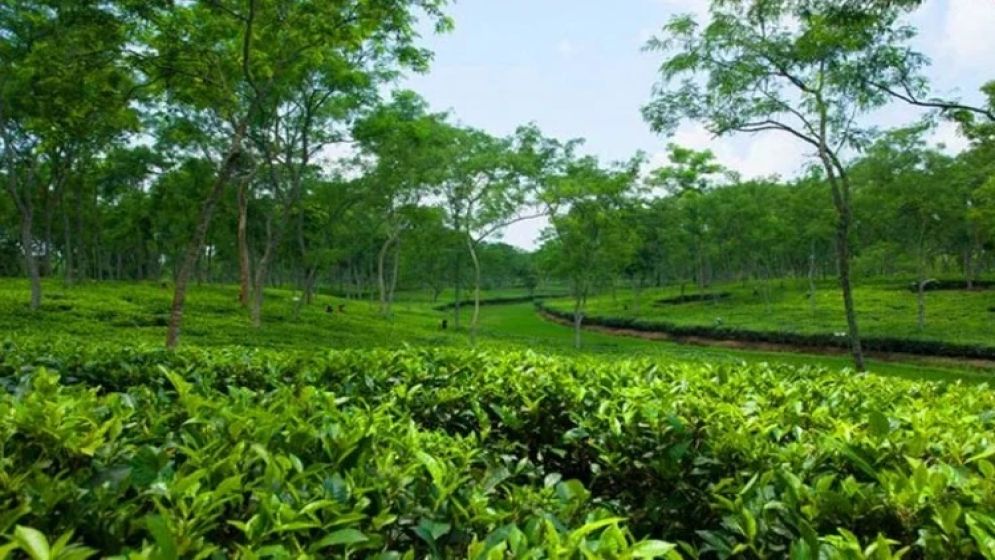 Govt plans policy support, export diversification to revive tea sector