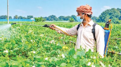 Withering flowers cloud early bean harvest prospects in Jashore
