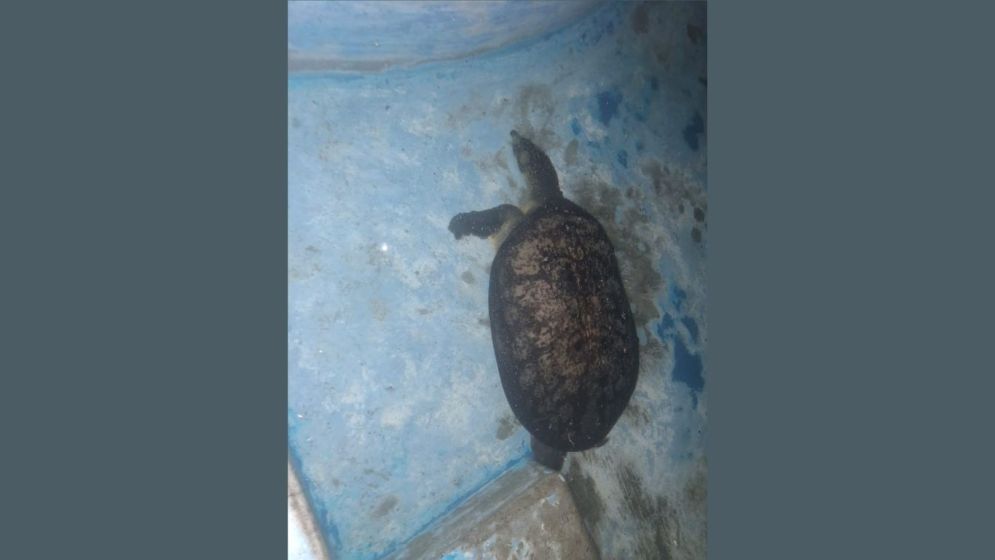 Endangered softshell turtle rescued from JU campus