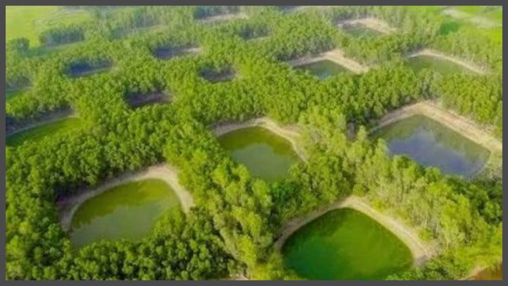 Naogaon’s 365 ponds: A centuries-old legend shrouded in mystery