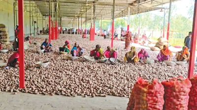 Low demand leaves tonnes of potatoes unsold in Thakurgaon