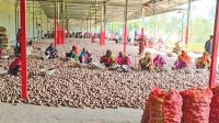 Low demand leaves tonnes of potatoes unsold in Thakurgaon