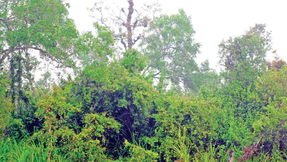 Top-dying disease affects 39% of Sundari trees in Sundarbans