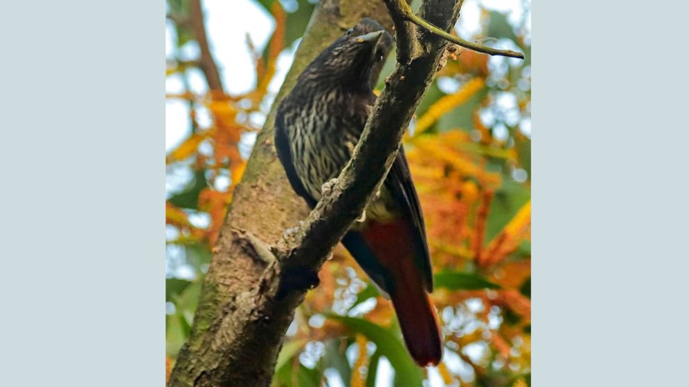 Maroon Oriole spotted for first time at JU