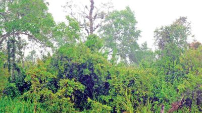 Top-dying disease affects 39% of Sundari trees in Sundarbans
