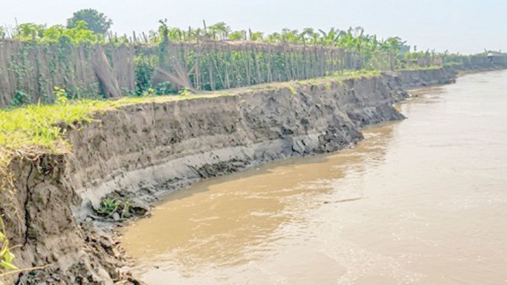 Brahmaputra erosion devours farmland in Kurigram
