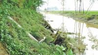 Canal banks crumble months after re-excavation in Jamalpur