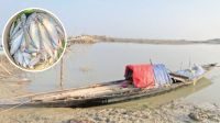 Hilsa fishing goes on through ban, night-time trade alleged