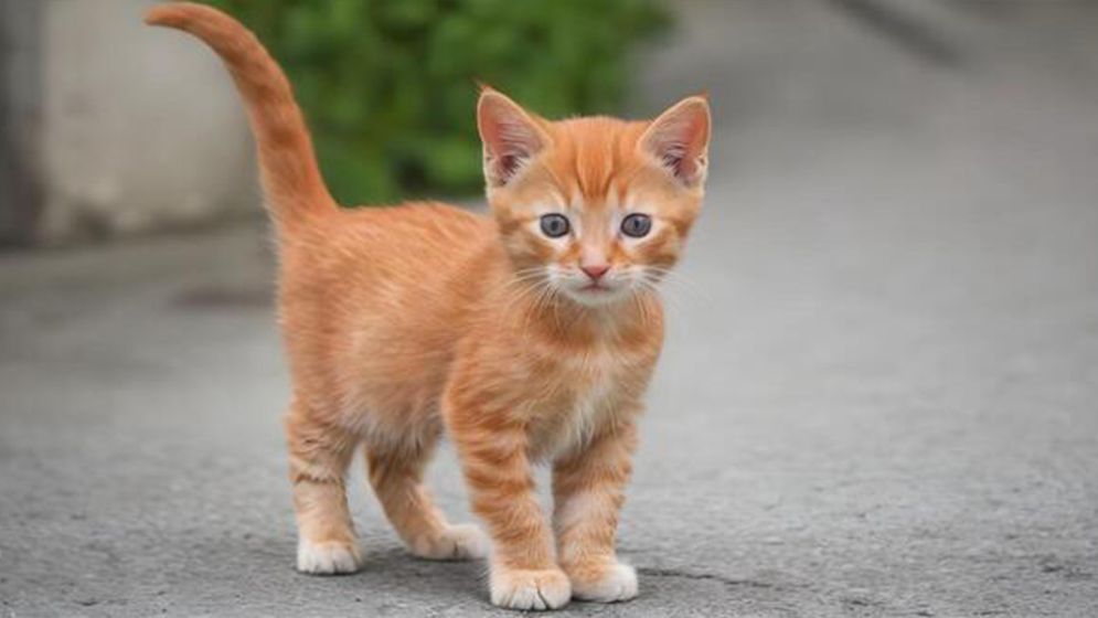 Cat Day today