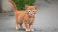 Cat Day today