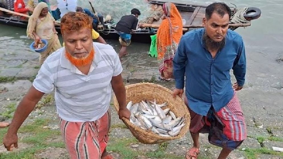 Fishermen throng Padma-Meghna rivers to catch hilsa