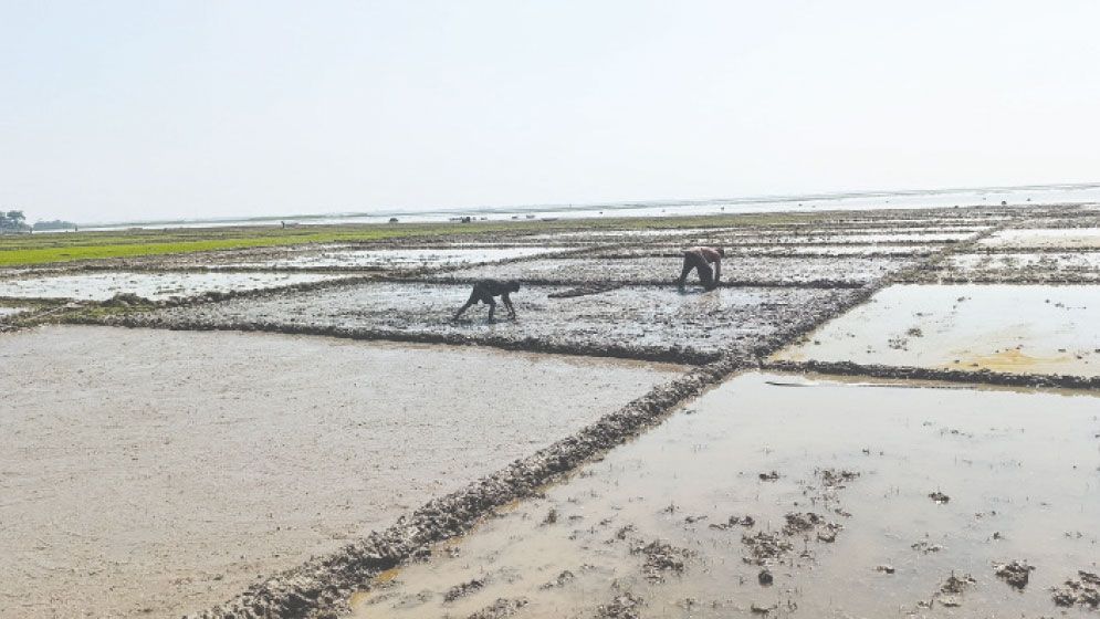 Sunamganj Boro farming begins amid embankment concerns