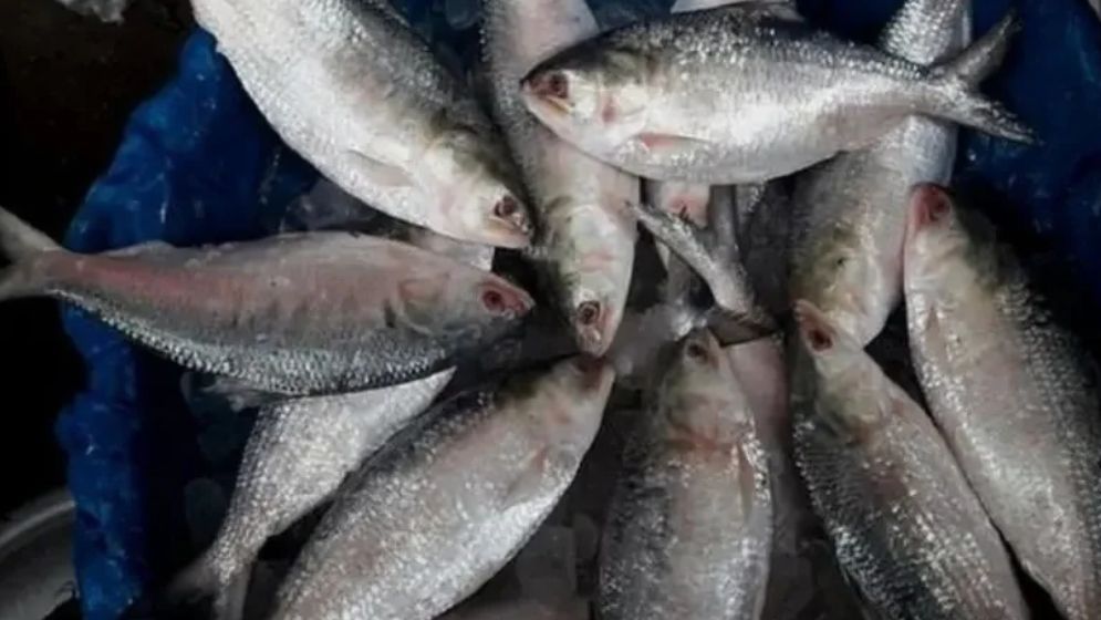 Eight-month ban on catching juvenile hilsa begins at midnight