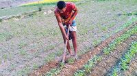 Nilphamari farmers turn to early potatoes to recoup losses