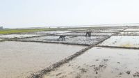 Sunamganj Boro farming begins amid embankment concerns